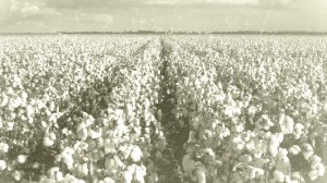 cottonfield